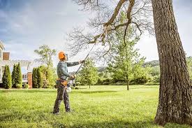 Best Lawn Renovation and Restoration  in Foothill Farms, CA