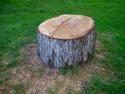 Best Tree Health Inspection  in Foothill Farms, CA