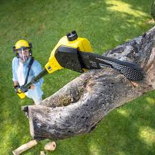 Best Tree Risk Assessment  in Foothill Farms, CA