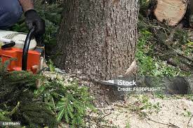 Best Tree and Shrub Care  in Foothill Farms, CA