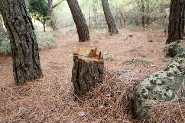 Best Commercial Tree Services  in Foothill Farms, CA