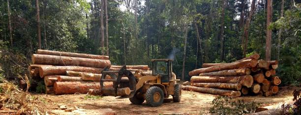 Best Arborist Consultation Services  in Foothill Farms, CA