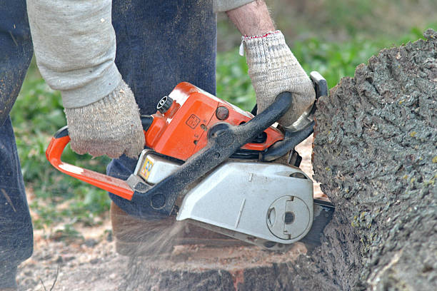Best Tree Cabling and Bracing  in Foothill Farms, CA