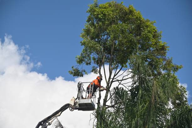 Best Tree Preservation Services  in Foothill Farms, CA