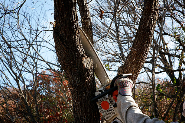 How Our Tree Care Process Works  in  Foothill Farms, CA