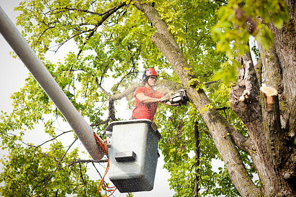 Best Tree Maintenance Programs  in Foothill Farms, CA