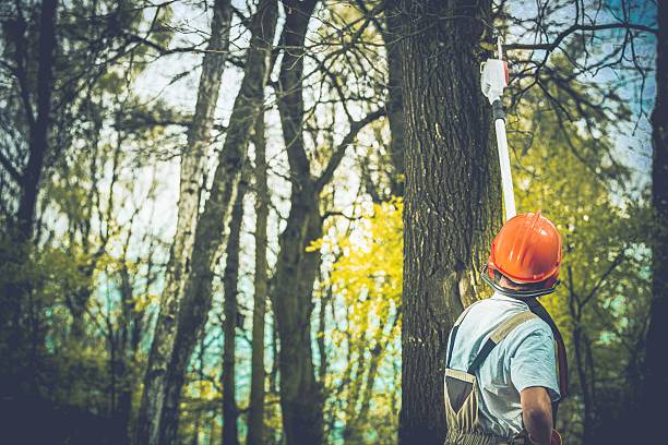 Reliable Foothill Farms, CA Tree Care Solutions