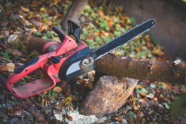 Best Tree Trimming and Pruning  in Foothill Farms, CA
