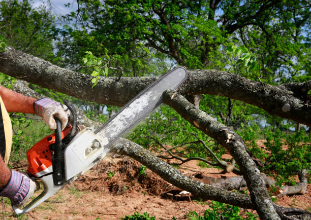 Best Fruit Tree Pruning  in Foothill Farms, CA