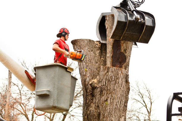 Best Firewood Processing and Delivery  in Foothill Farms, CA
