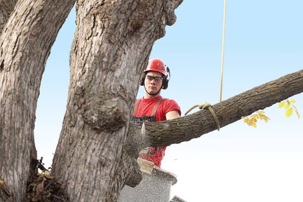Best Firewood Processing and Delivery  in Foothill Farms, CA