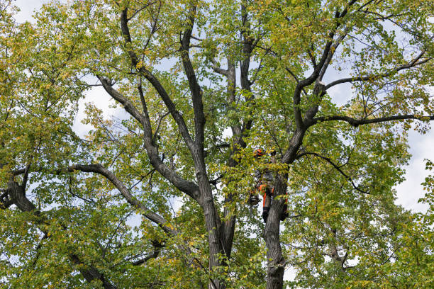  Foothill Farms, CA Tree Care Pros
